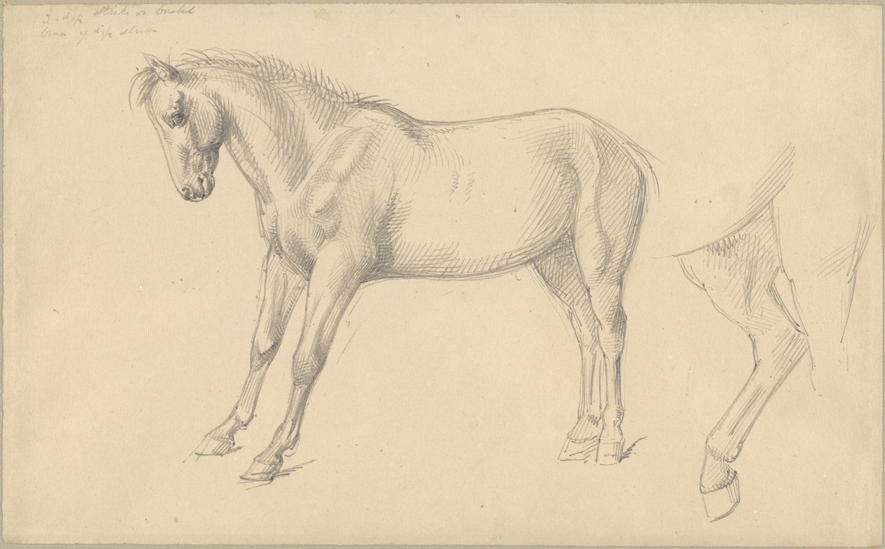 Studier af en pony af William Strutt