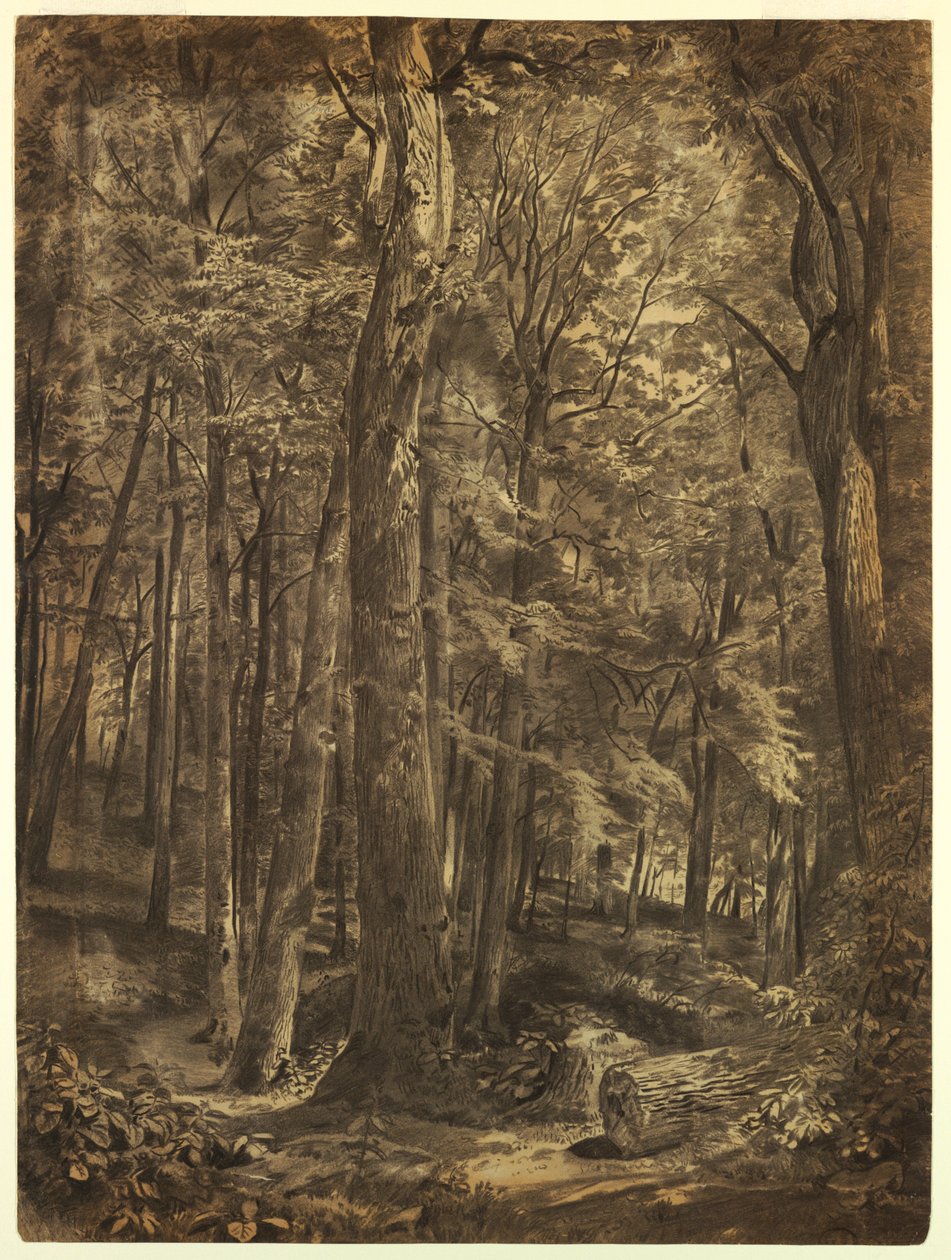 Tegning, In the Woods, studie til maleri, June Woods, New York Historical Society, udlånt fra New York Public Library, 1864 af William Trost Richards