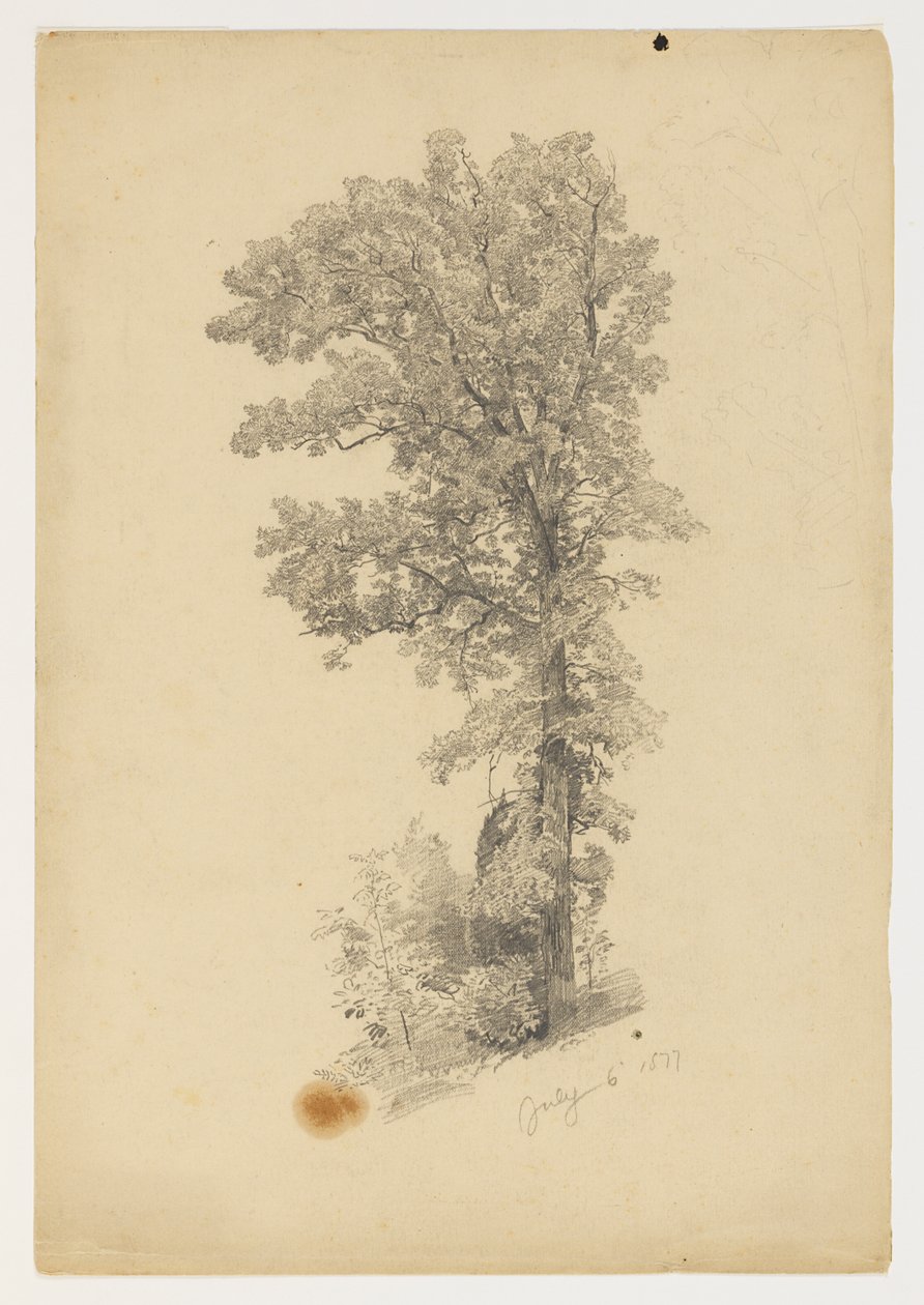 Undersøgelse af løv af William Trost Richards