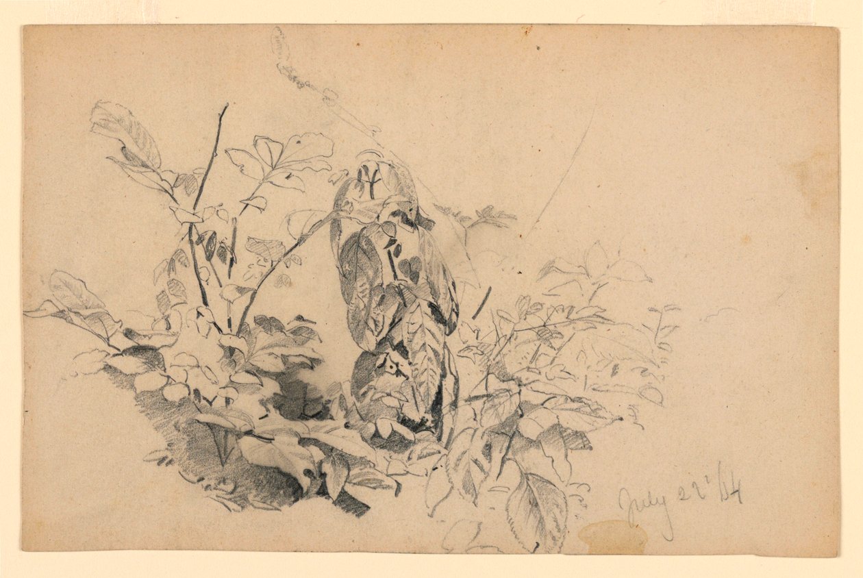 Undersøgelse af løv af William Trost Richards