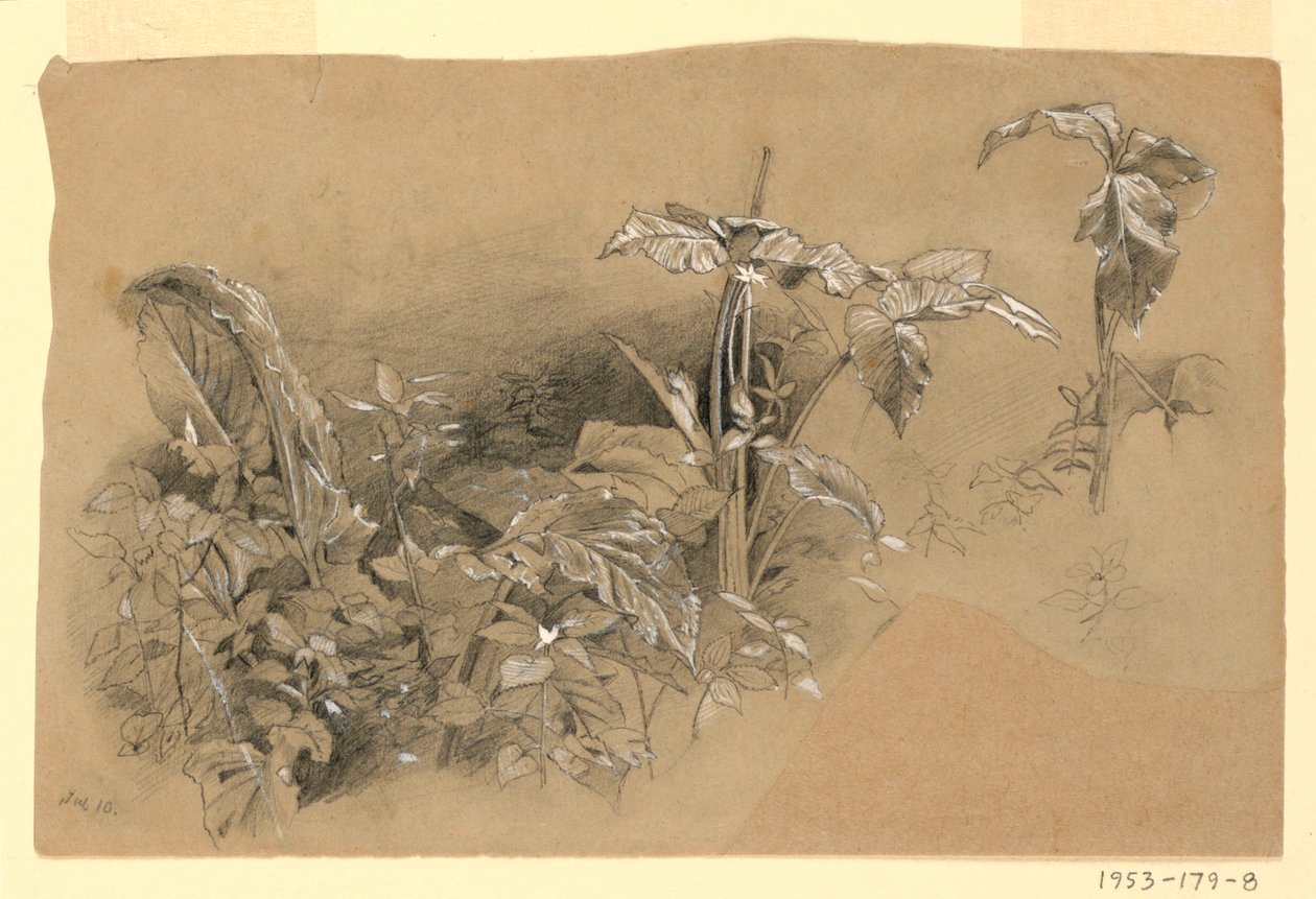 Undersøgelse af løv af William Trost Richards