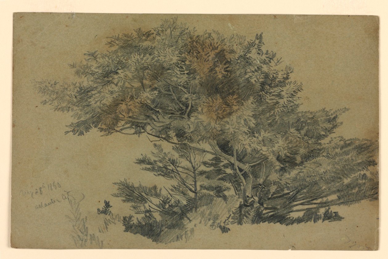 Undersøgelse af løv af William Trost Richards