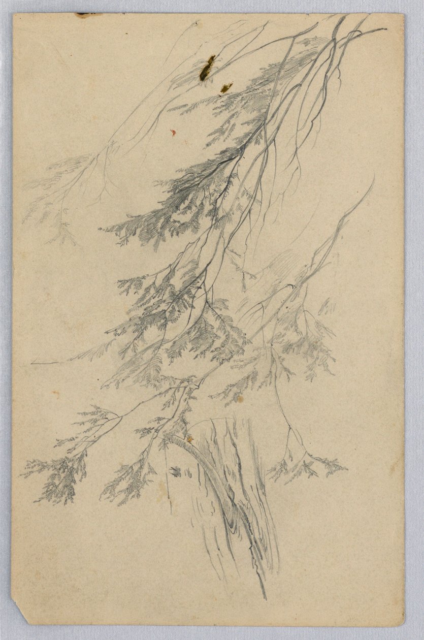 Undersøgelse af løv af William Trost Richards