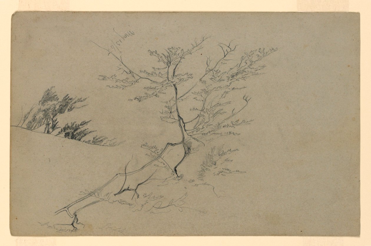 Undersøgelse af løv af William Trost Richards
