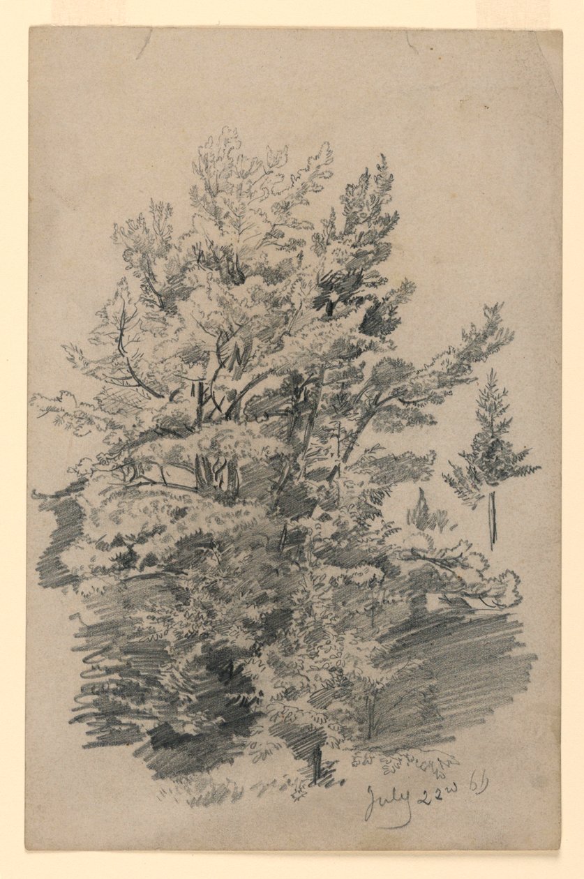 Undersøgelse af løv af William Trost Richards