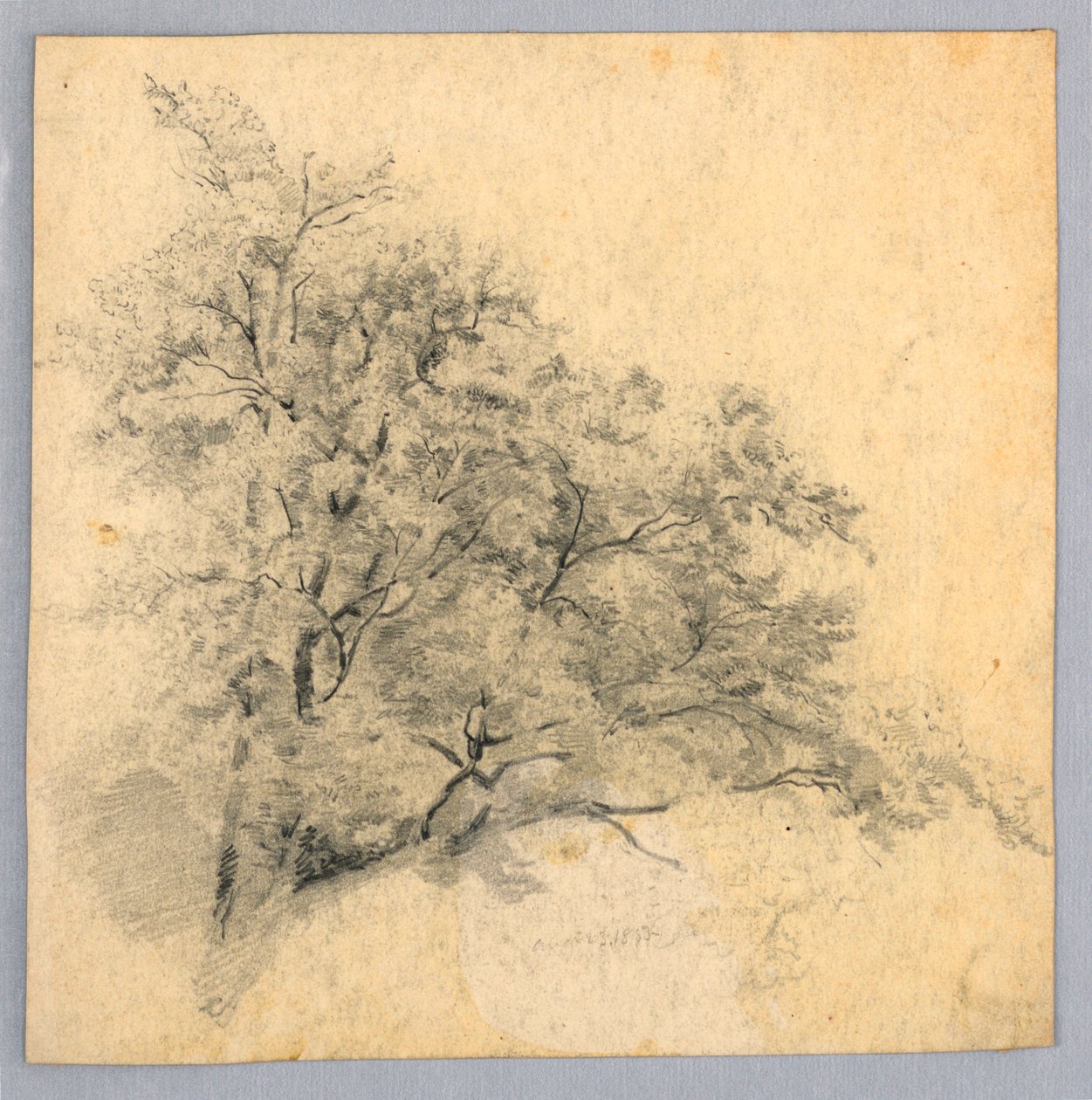 Undersøgelse af løv af William Trost Richards
