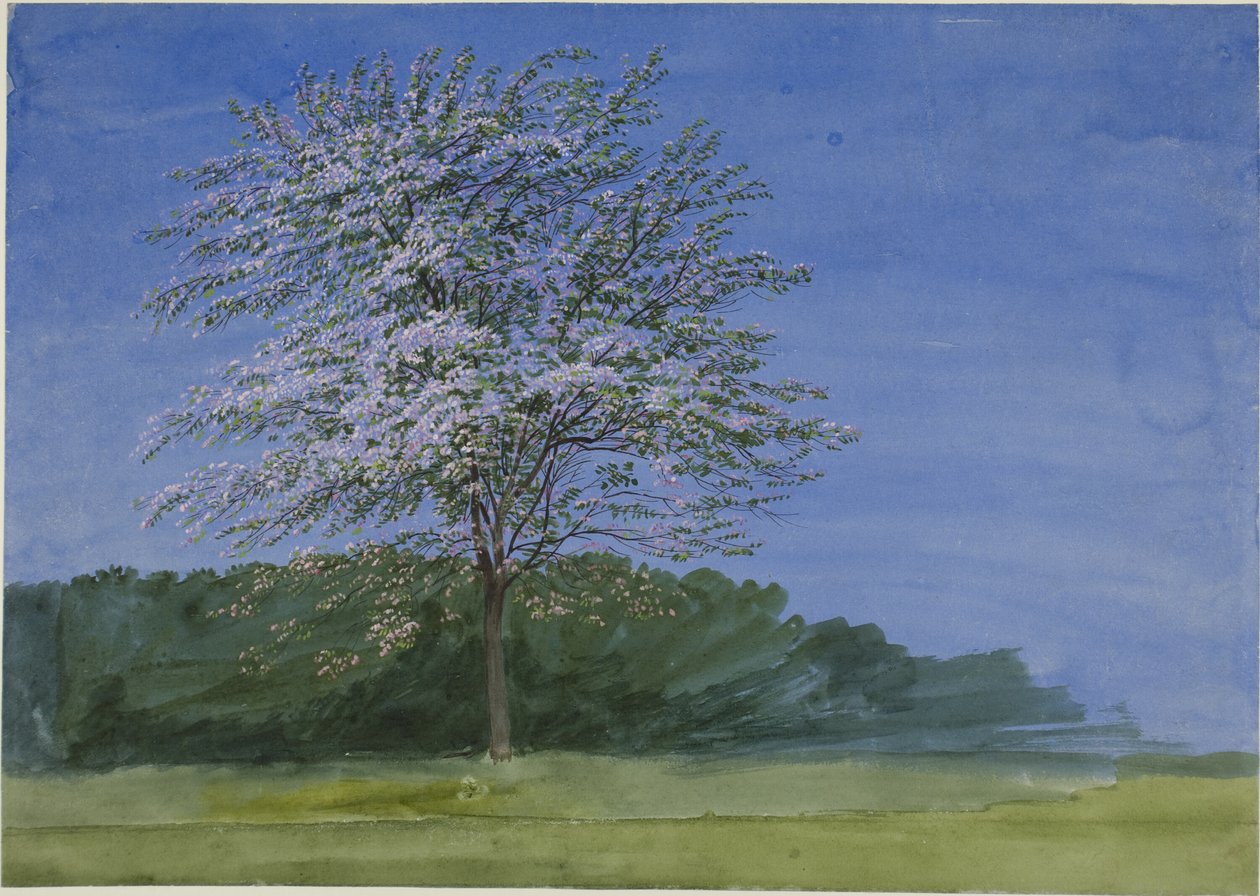 Studie af et træ i blomst af Joseph Mallord William Turner