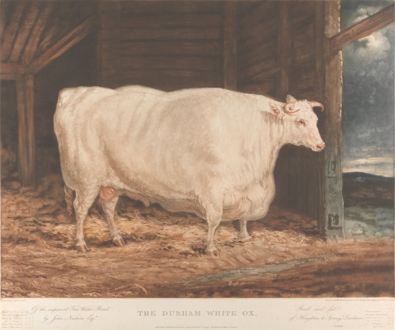 The Durham White Ox / Af den forbedrede Tees Water Breed, / af John Nesham, Esqr. / Opdrættet og fodret / fra Houghton le Spring, Durham af William Ward