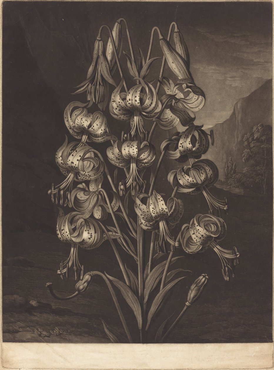Den fantastiske lilje af William Ward after Philip Reinagle