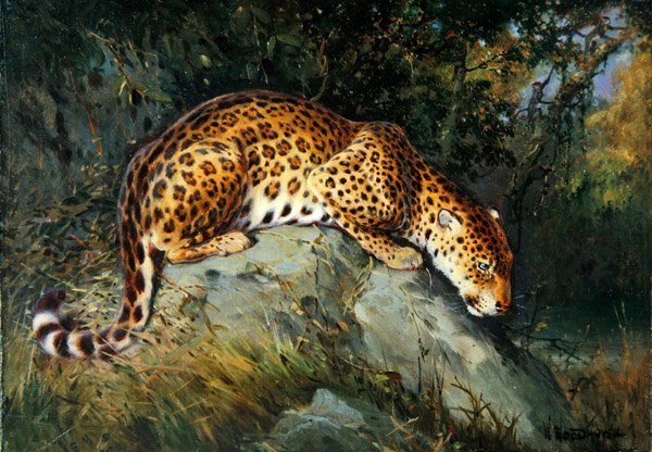 A Leopard Crouching on a Rock (olie på lærred lagt om bord) af William Woodhouse
