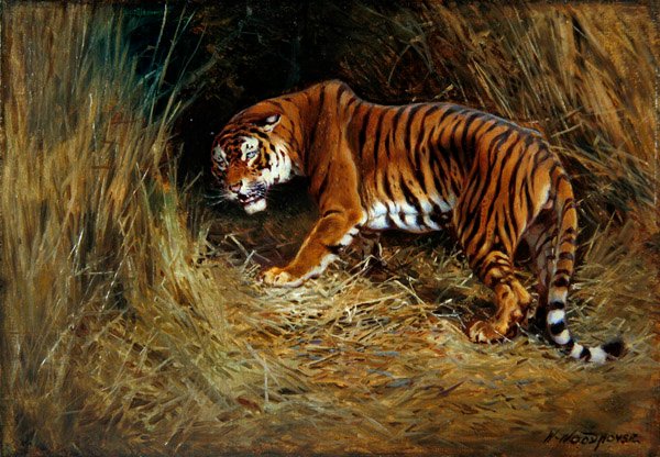 A Prowling Tiger (olie på lærred lagt om bord) af William Woodhouse