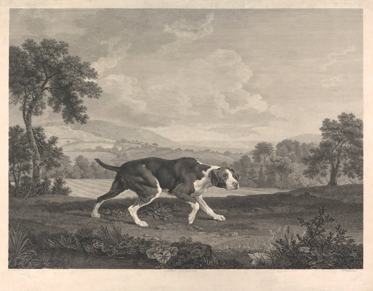 Den spanske pointer af William Woollett