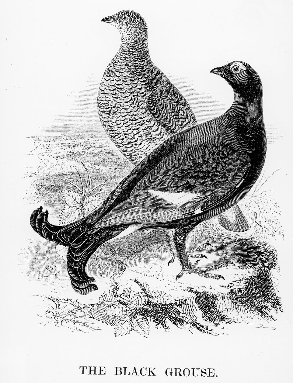 The Black Grouse, illustration fra 