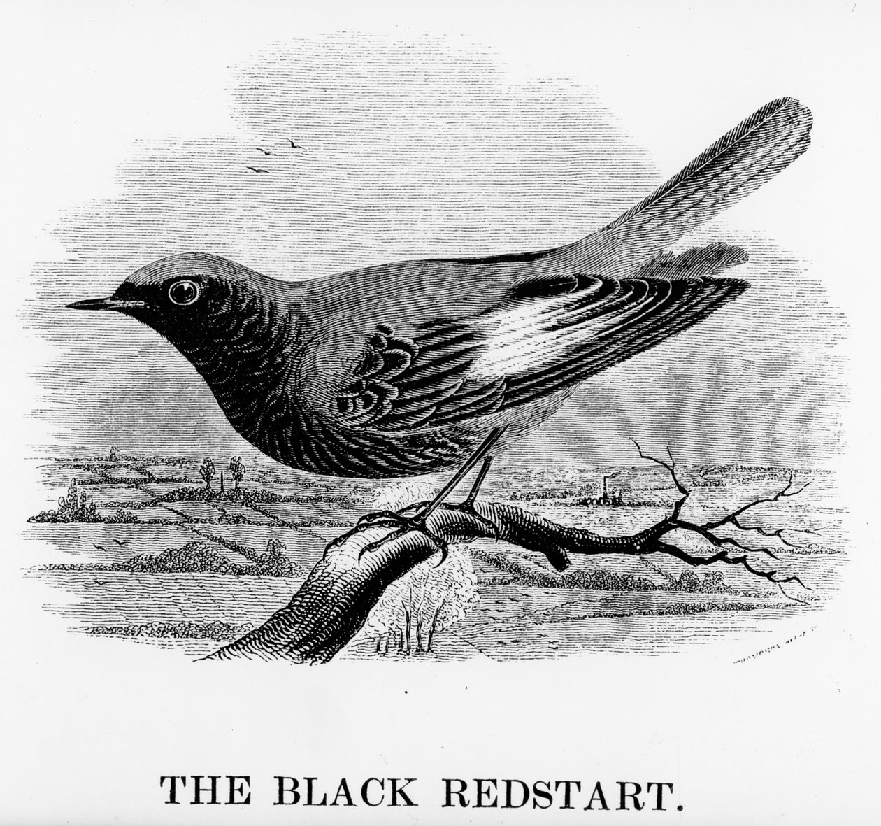 The Black Redstart, illustration fra 