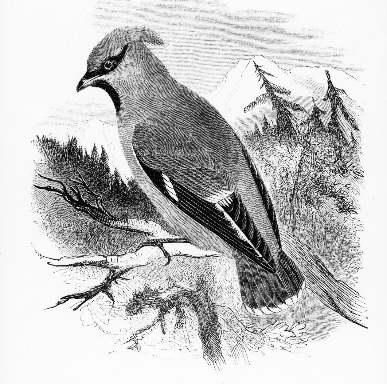 The Bohemian Waxwing, illustration fra 