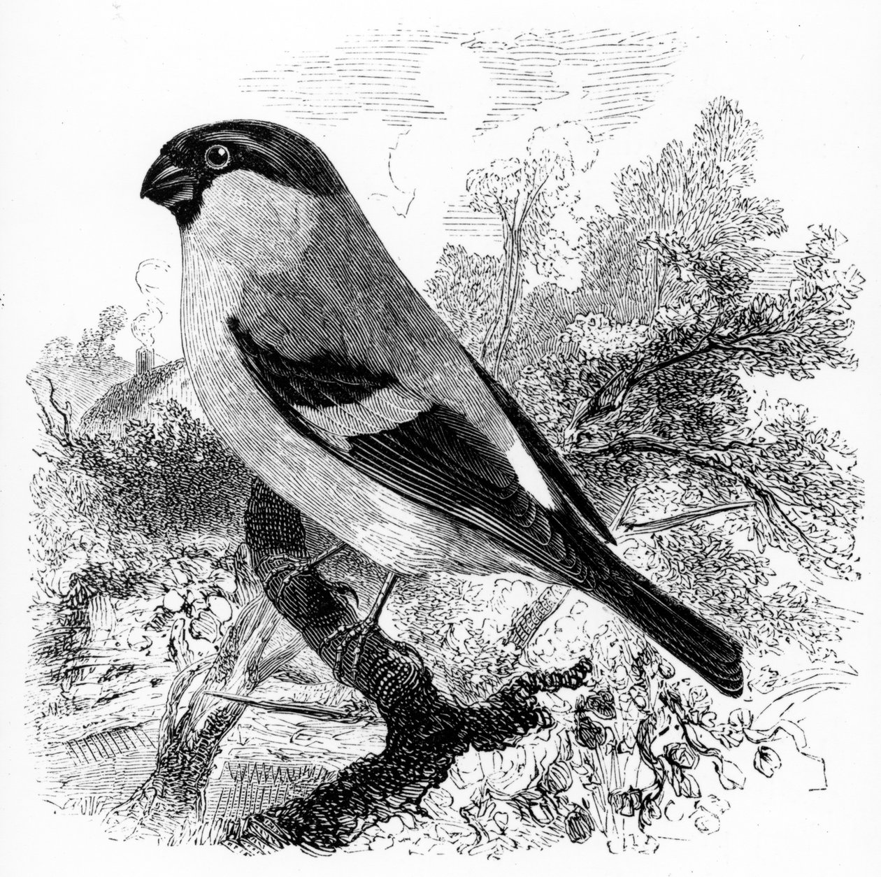 The Bullfinch, illustration fra 