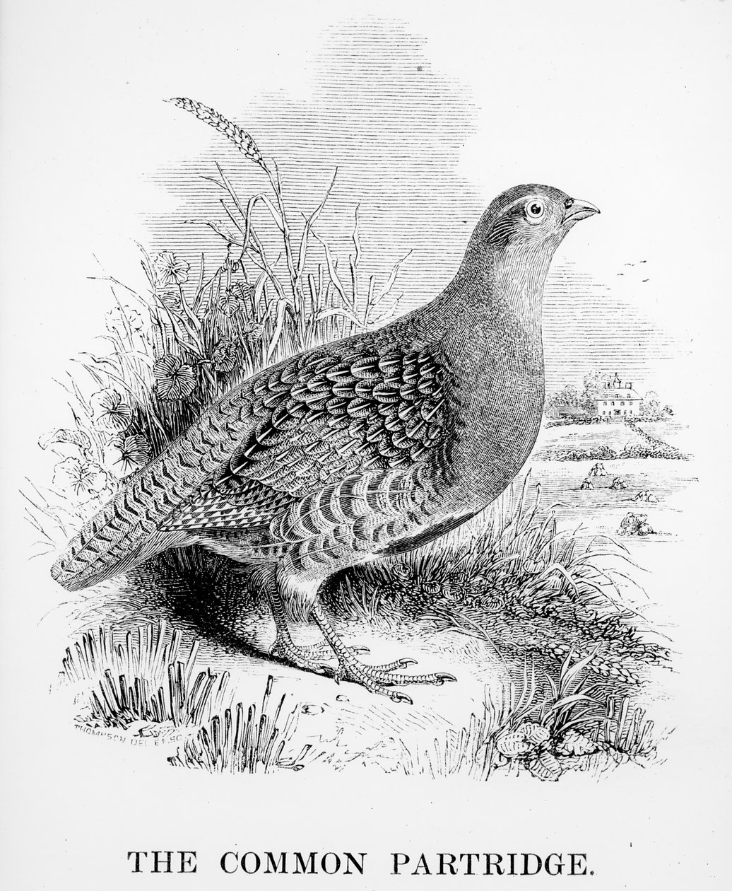 The Common Agerhøne, illustration fra 