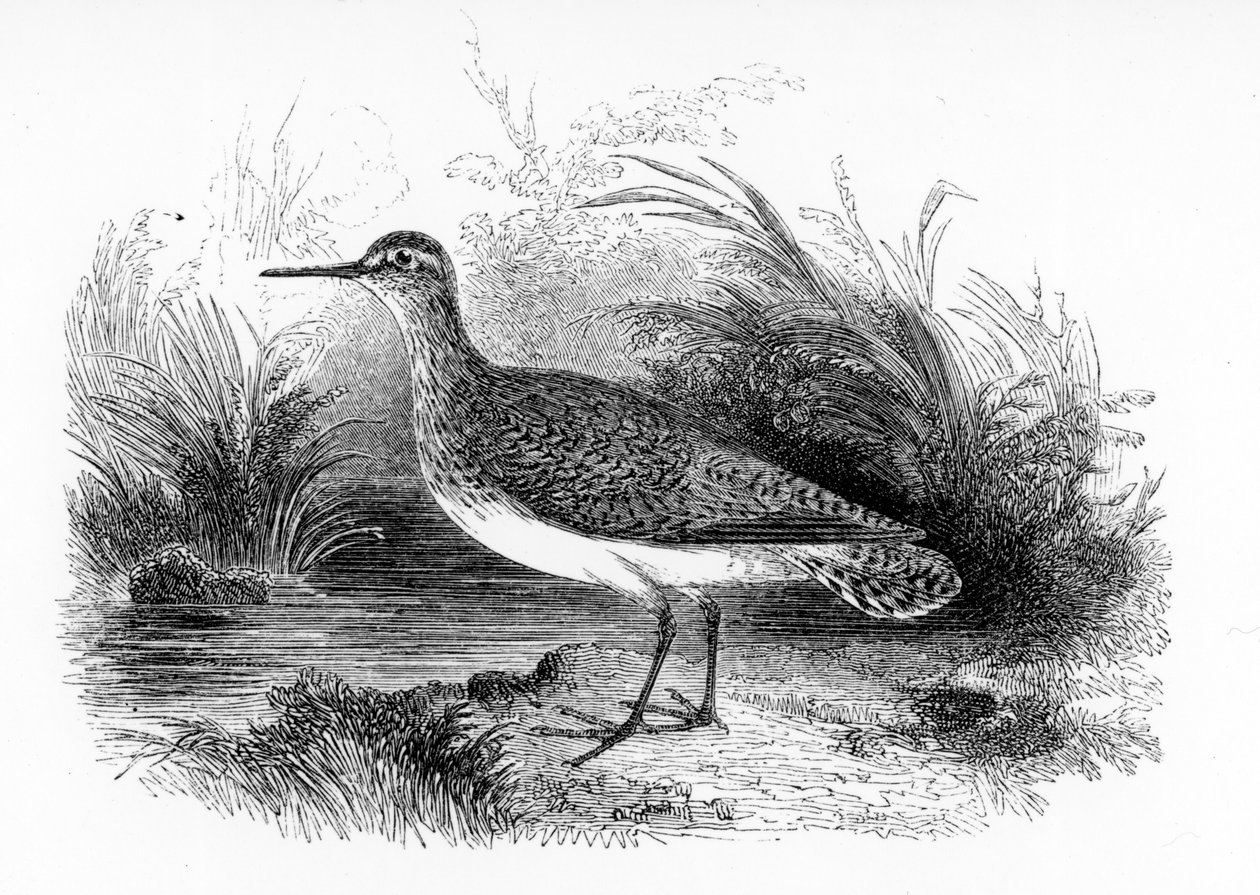 The Common Sandpiper, illustration fra 