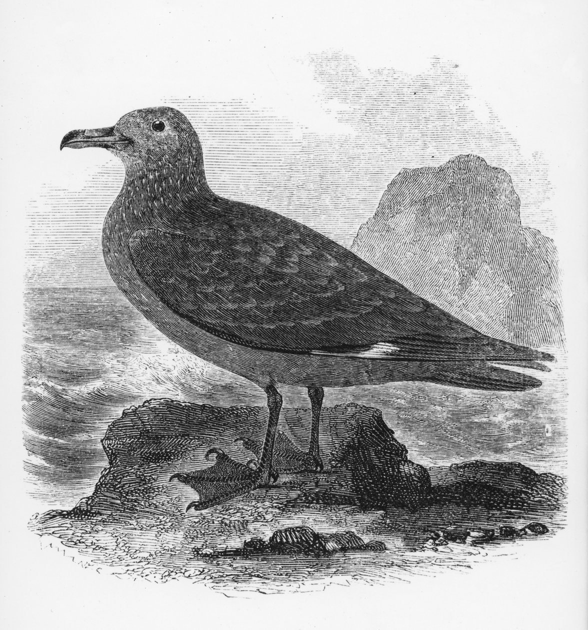 The Common Skua, illustration fra 