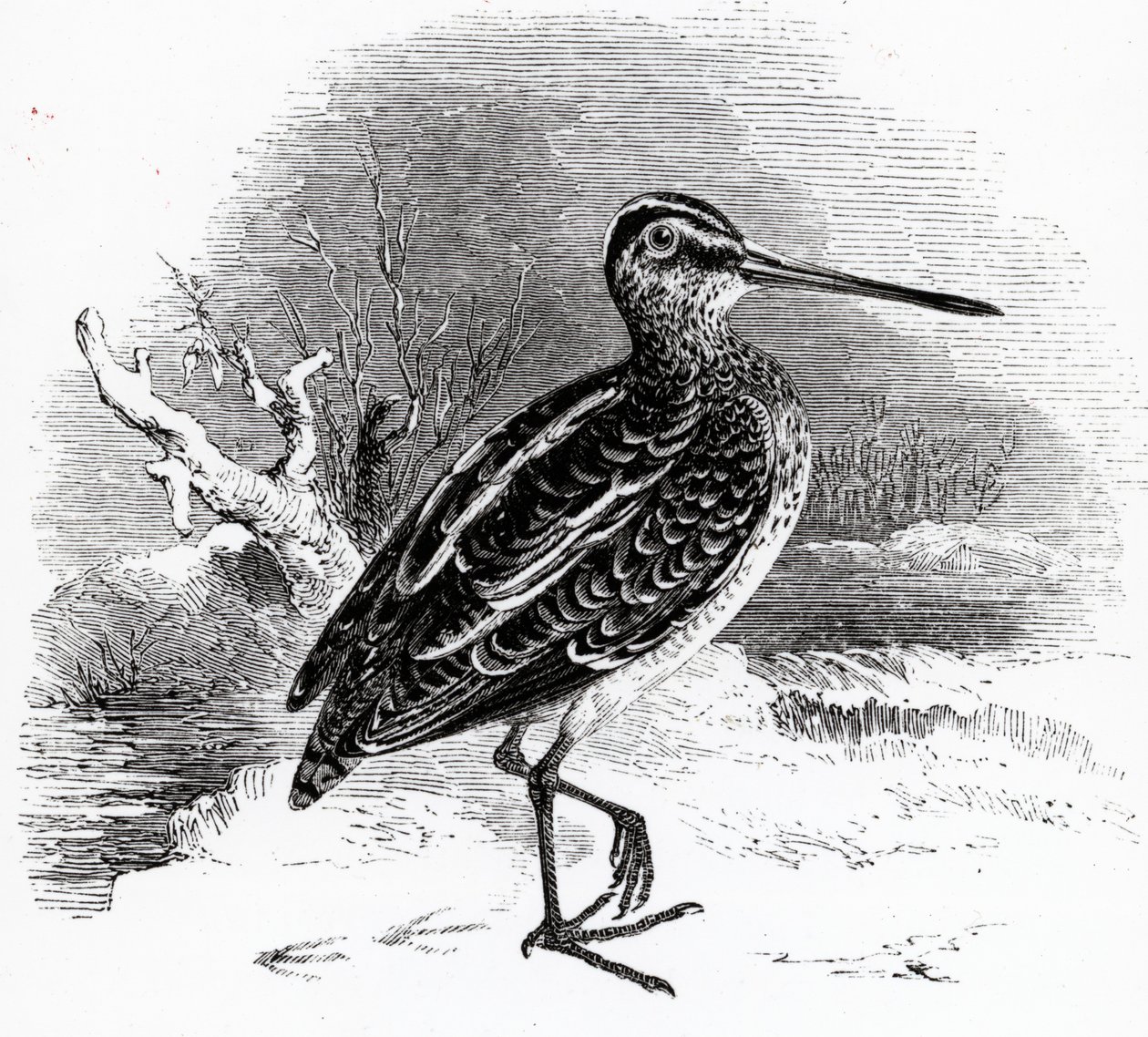 The Common Snipe, illustration fra 