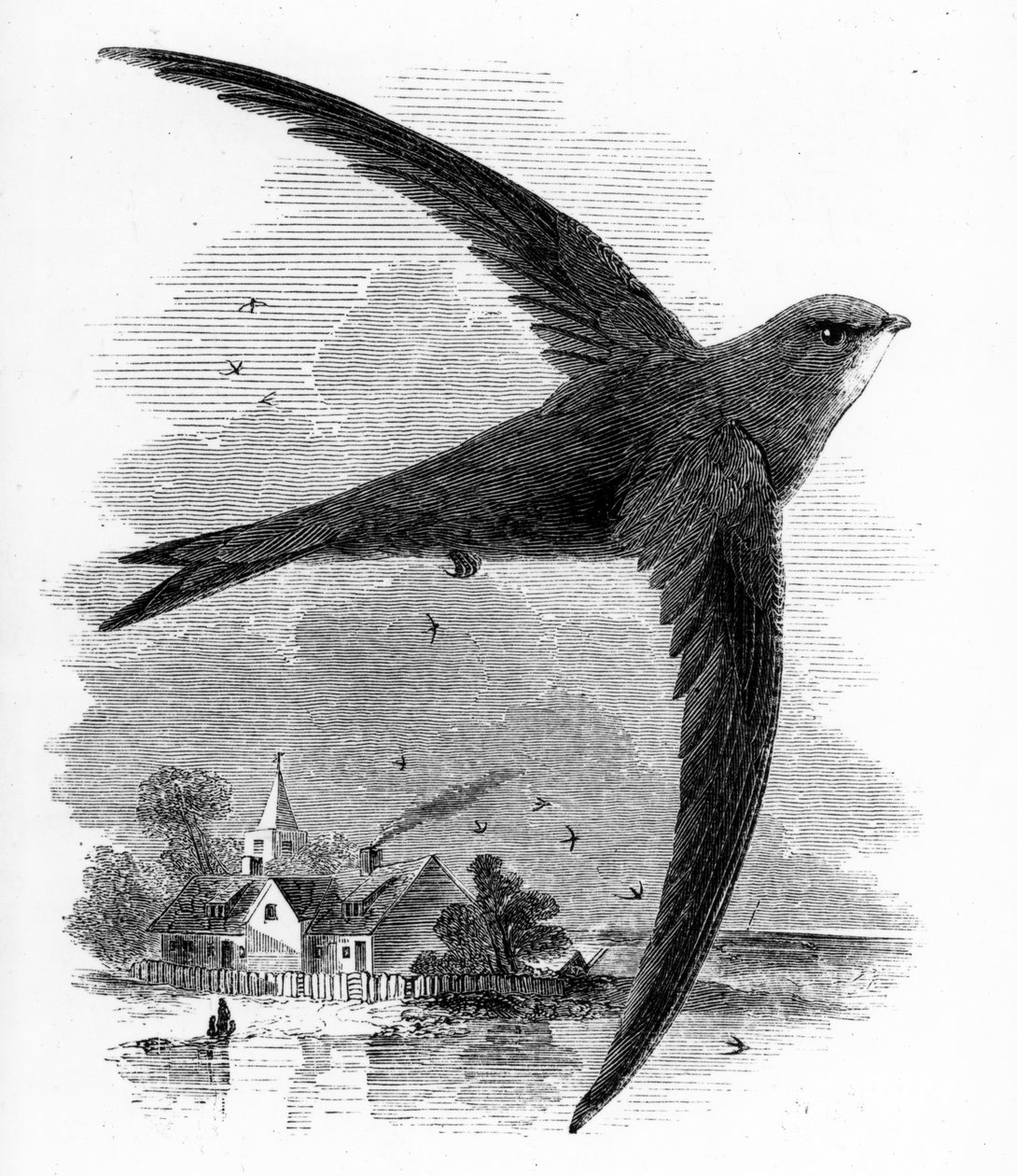 The Common Swift, illustration fra 