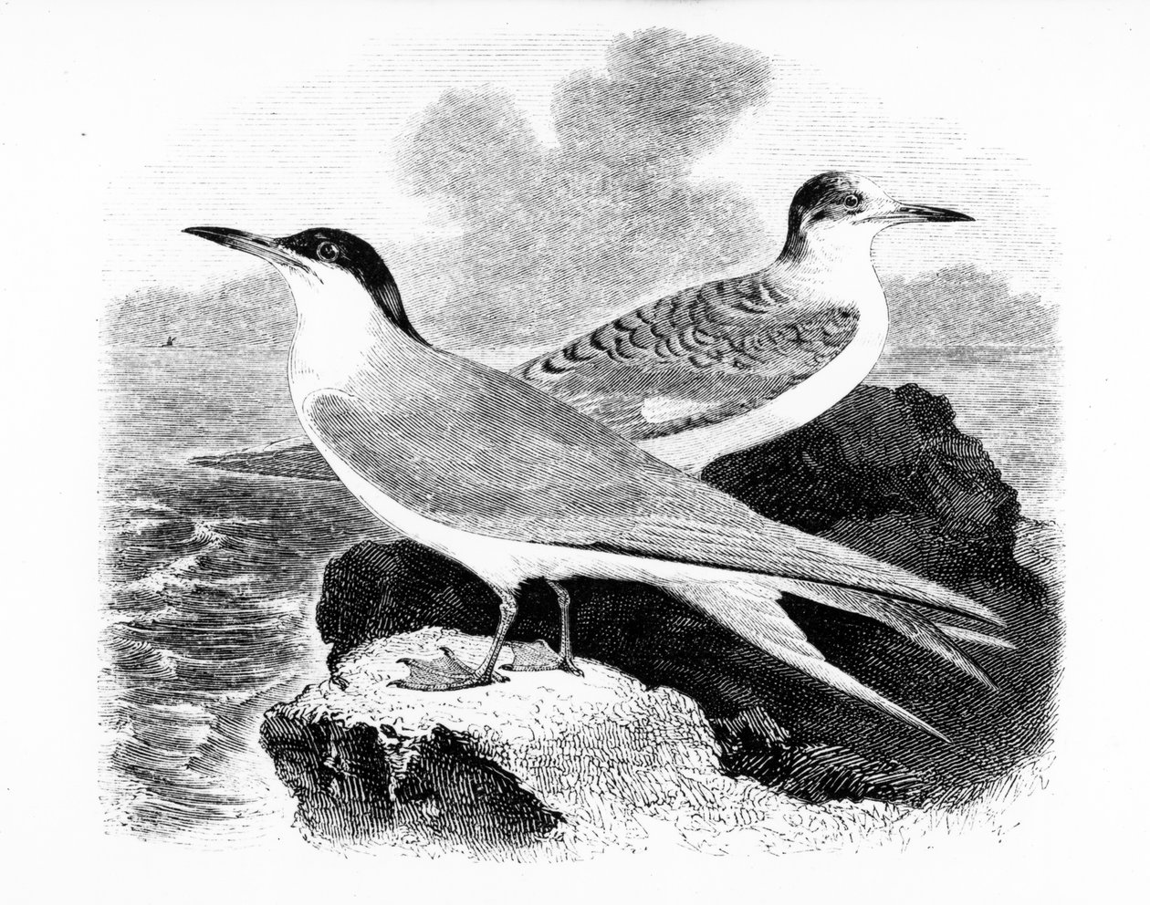 The Common Tern, illustration fra 