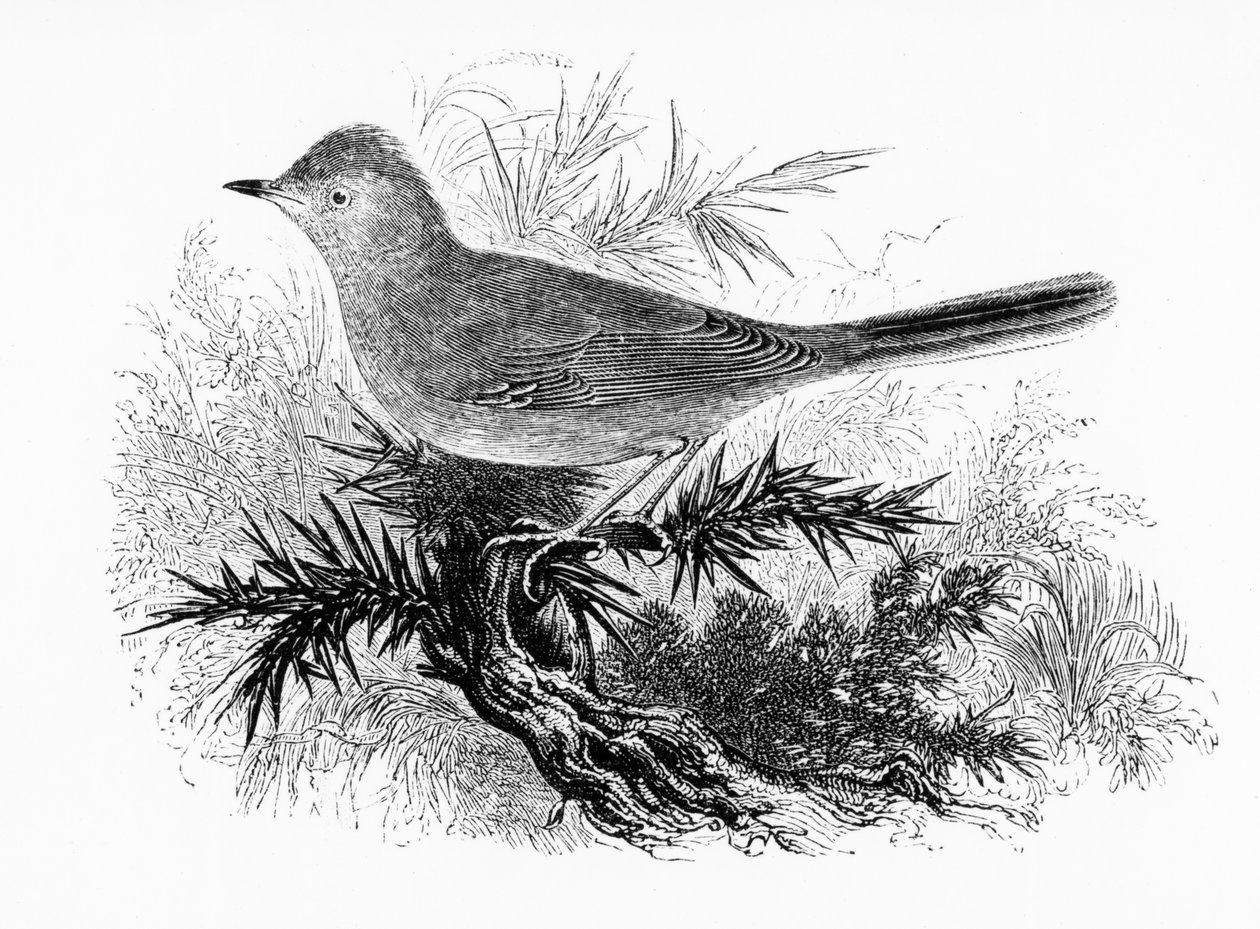 The Dartford Warbler, illustration fra 