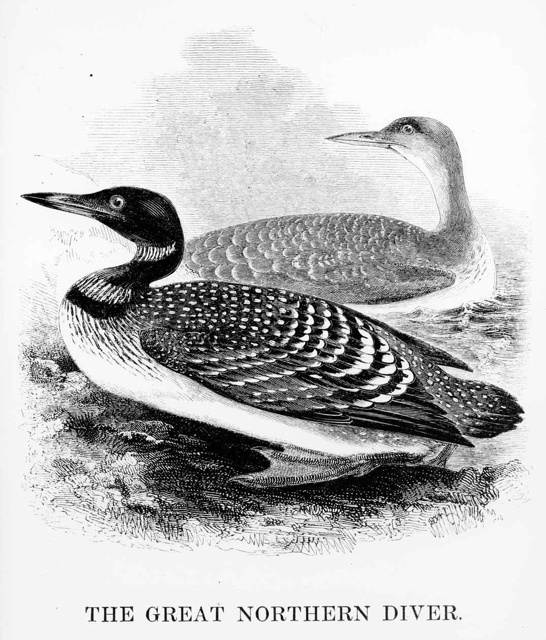 The Great Northern Diver, illustration fra 