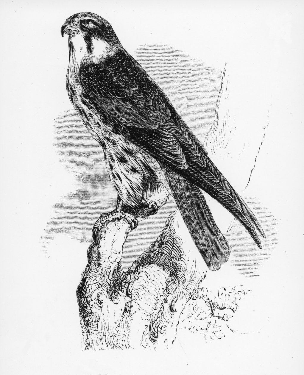 The Hobby, illustration fra 