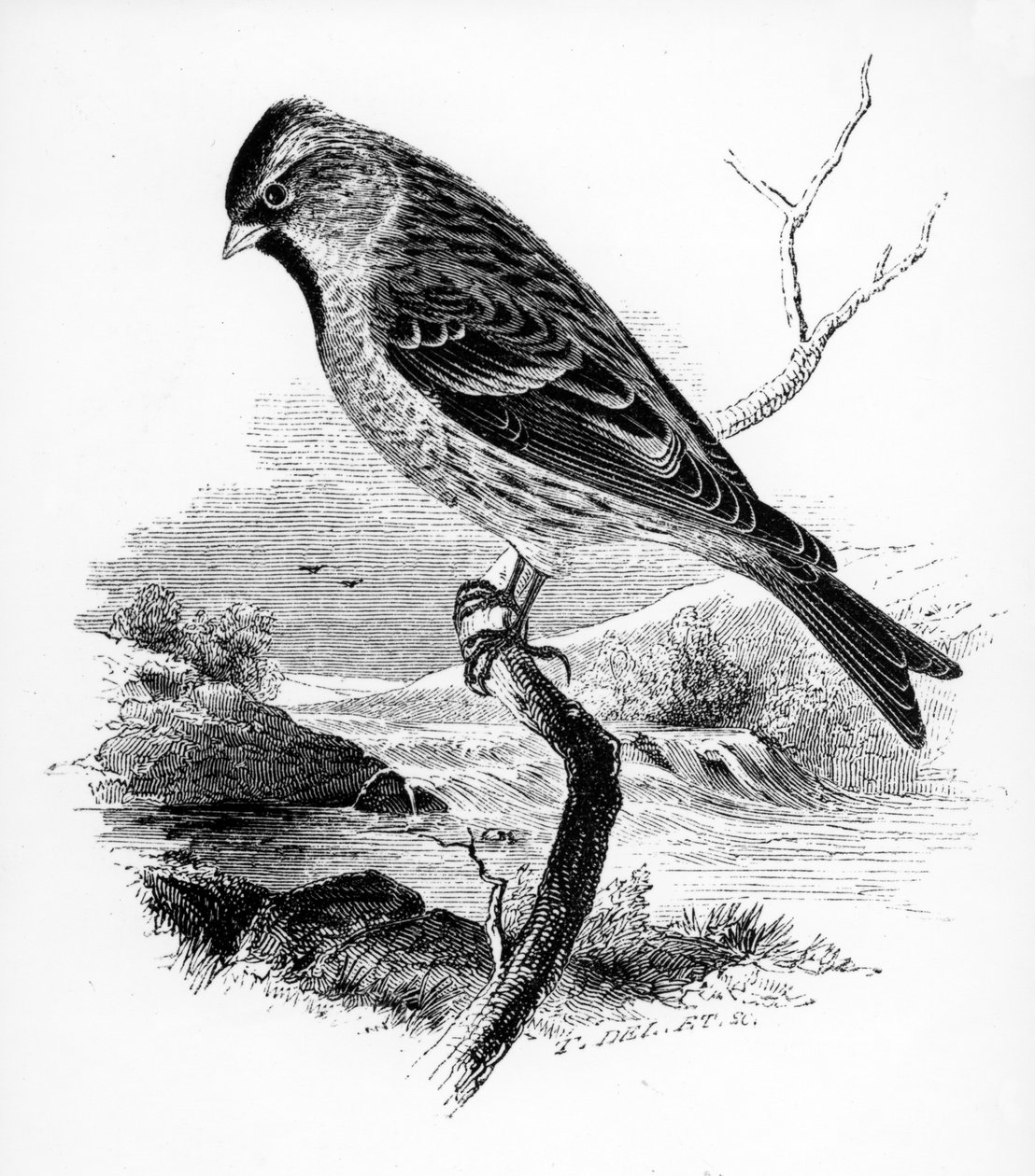 The Lesser Redpole, illustration fra 