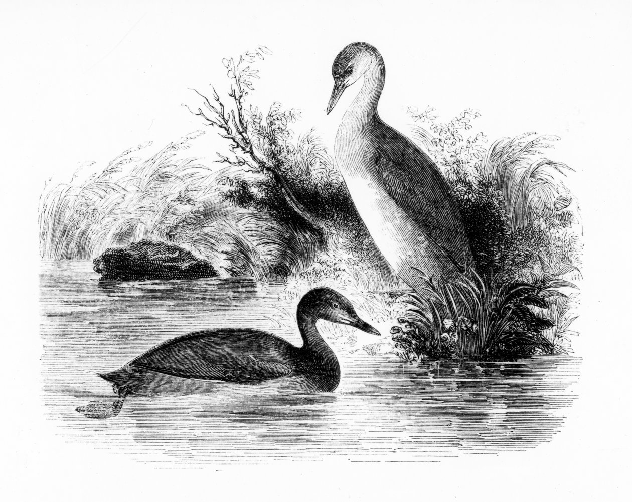 The Little Bee, eller Dabchick, illustration fra 