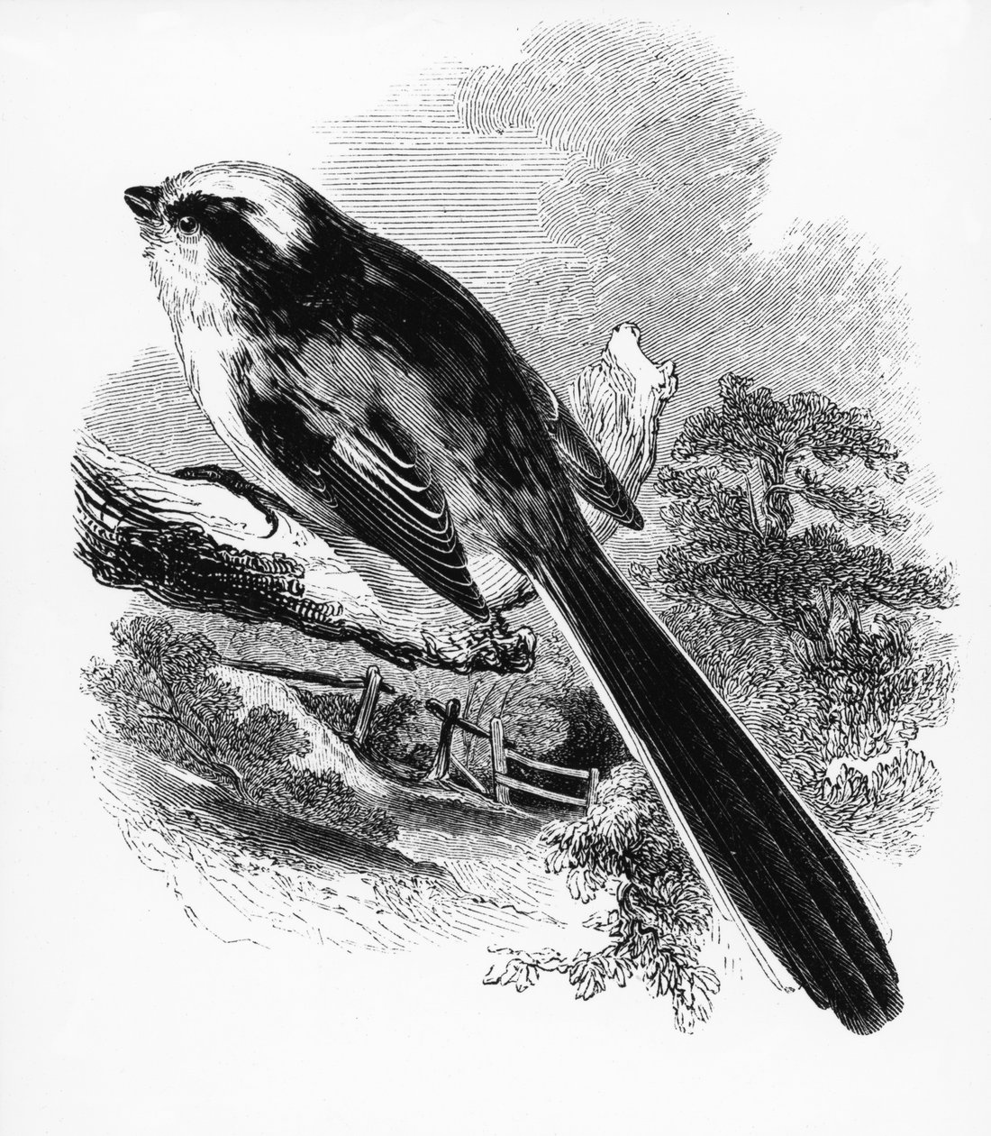 The Long-tailed Tit, illustration fra 