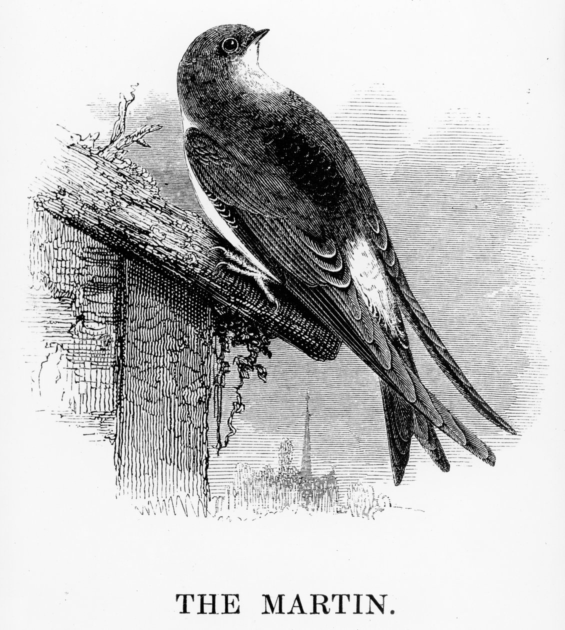 The Martin, illustration fra 