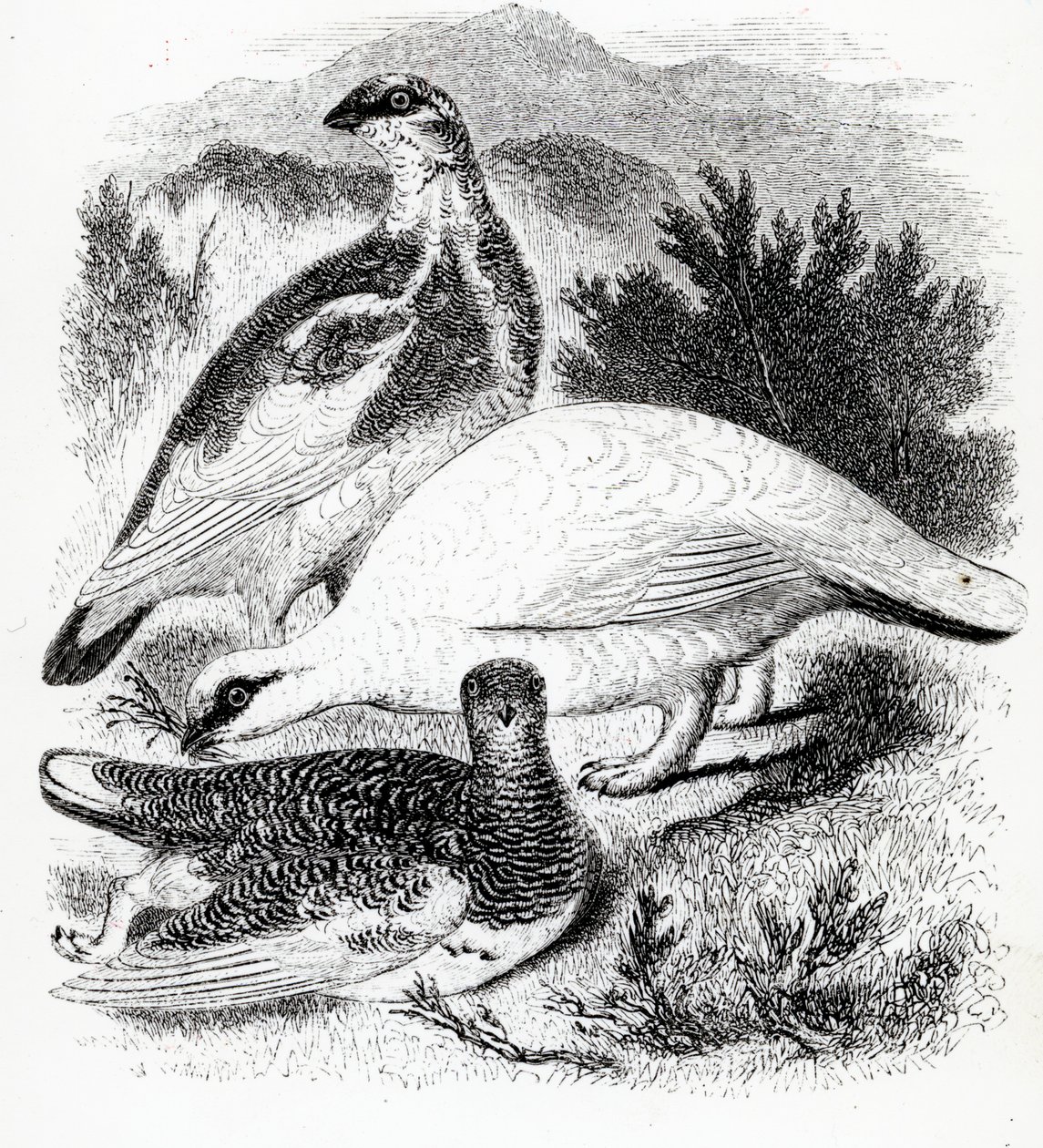 The Ptarmigan, illustration fra 