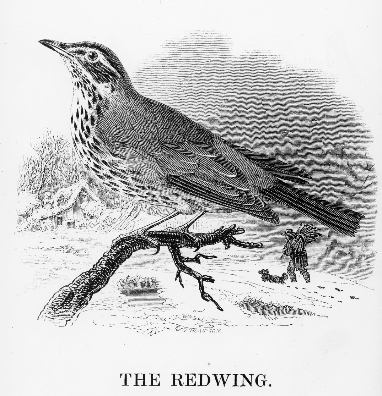 The Redwing, illustration fra 