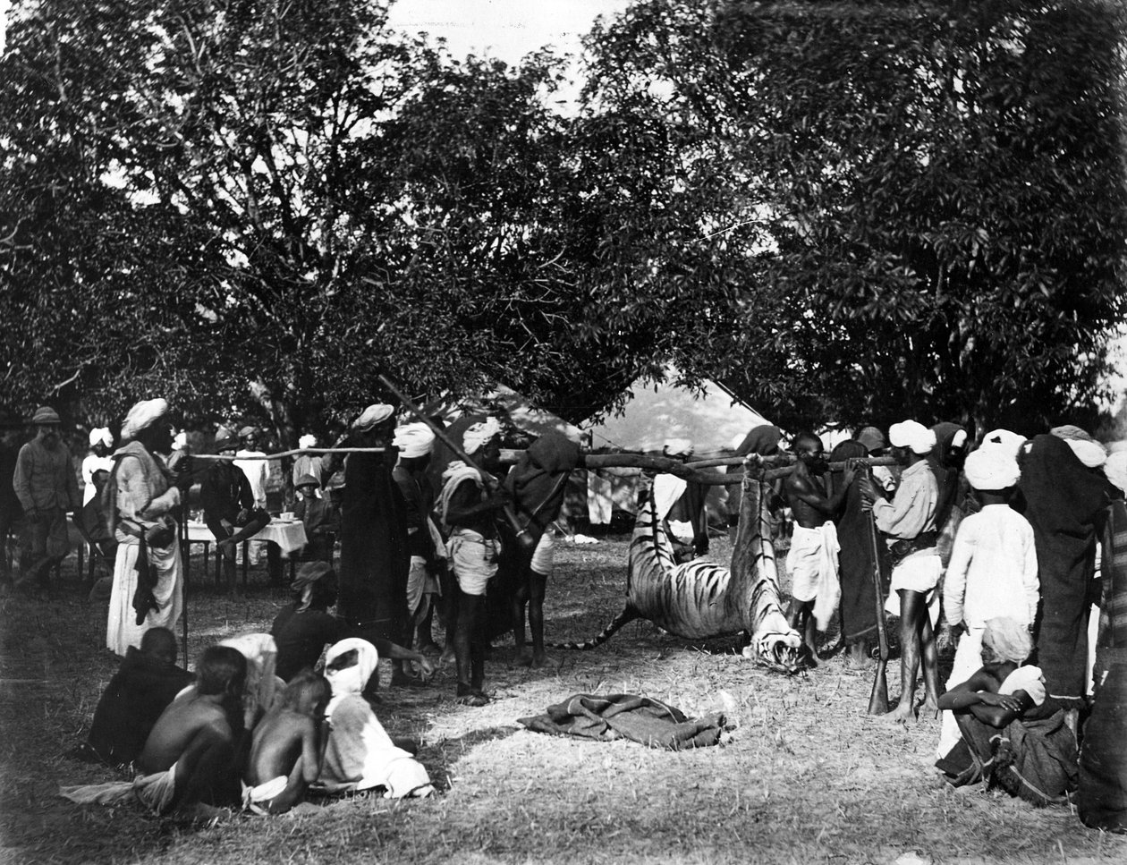 Tigerjagt i Indien, ca. 1870