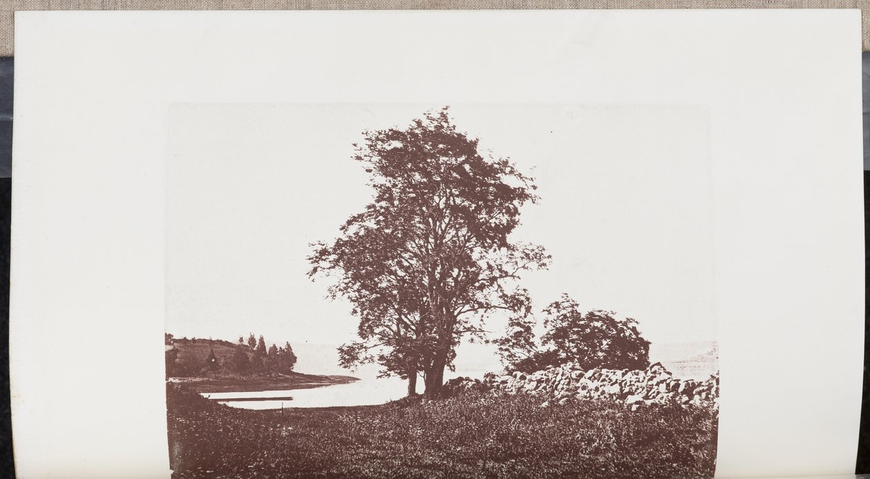 Græshoppetræer på bredden af Bass River i Beverly af Wilson Flagg