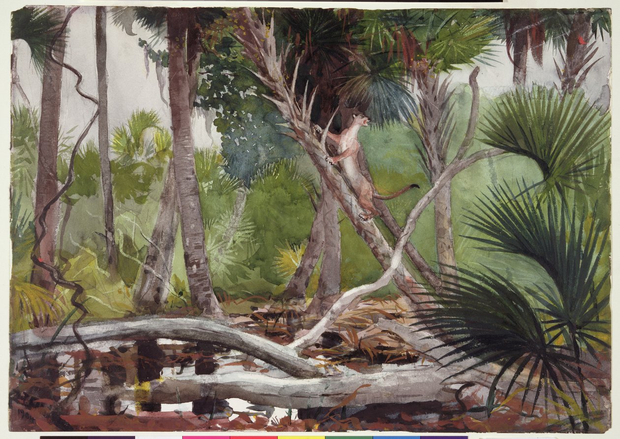 In the Jungle, Florida, 1904 af Winslow Homer