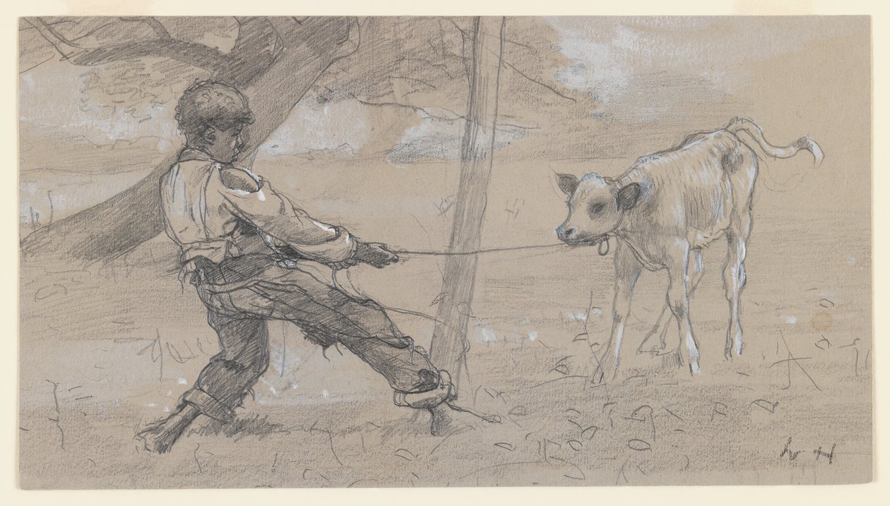 The Unruly Calf, ca. 1875-76 (grafit & kinesisk hvid på gråt vævet papir) af Winslow Homer