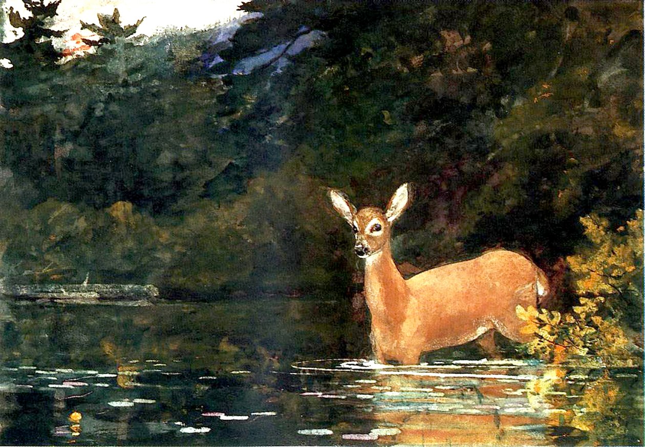En Doe, 1889 af Winslow Homer