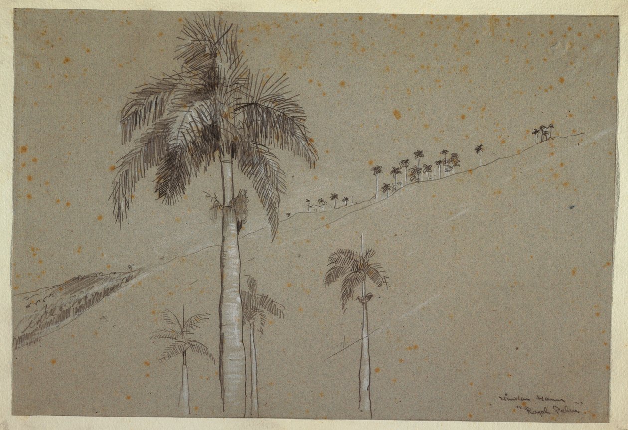 Tegning, Royal Palm, Cuba, 1885 af Winslow Homer