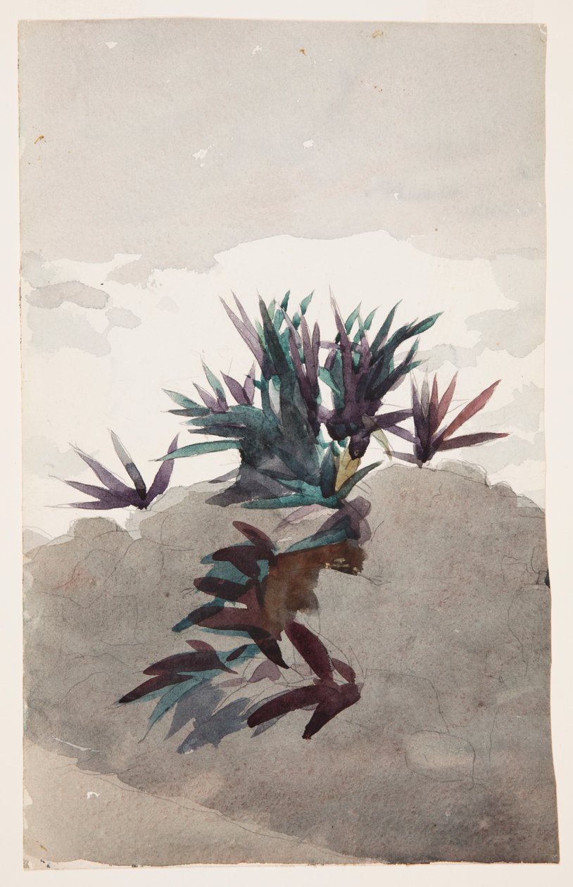 Skråning med klumper af Maguey af Winslow Homer