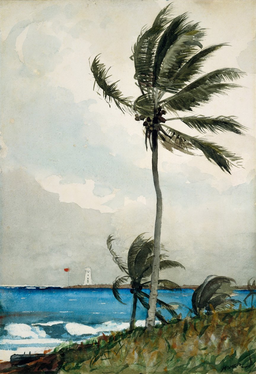 Palmetræ, Nassau, 1898 (wc og grafit på råhvidt vævet papir) af Winslow Homer