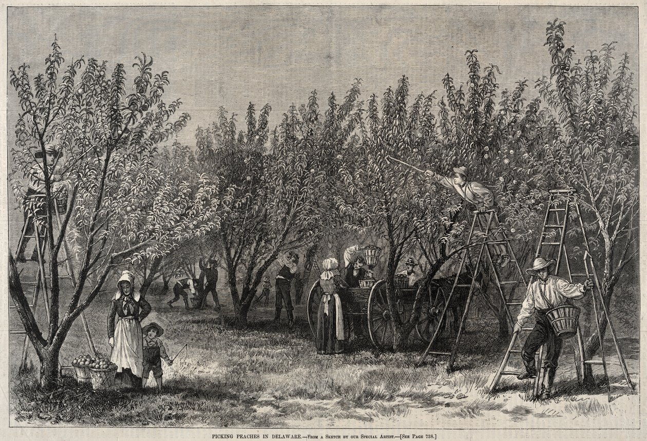 Ferskenplukning i Delaware af Winslow Homer