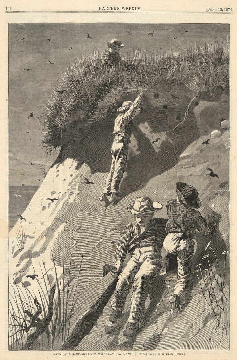 Raid på en sand-svalekoloni af Winslow Homer