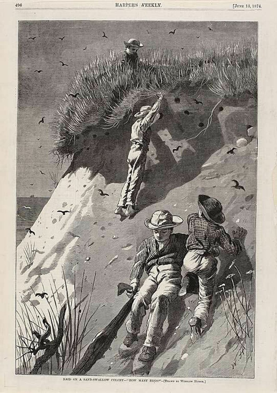 Angreb på en sandsvale-koloni - "Hvor mange æg" af Winslow Homer