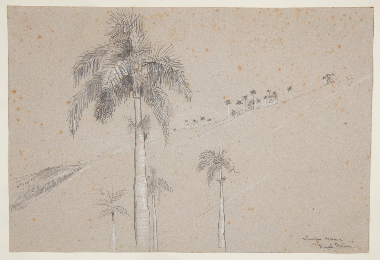 Royal Palm, Cuba af Winslow Homer