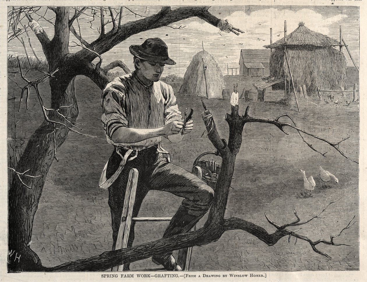 Forårsarbejde på gården – Podning af Winslow Homer