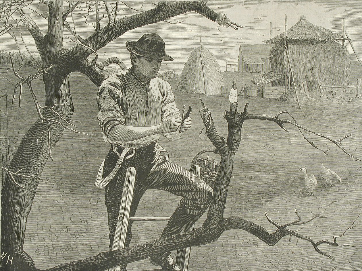 Forårsarbejde på gården – Podning af Winslow Homer