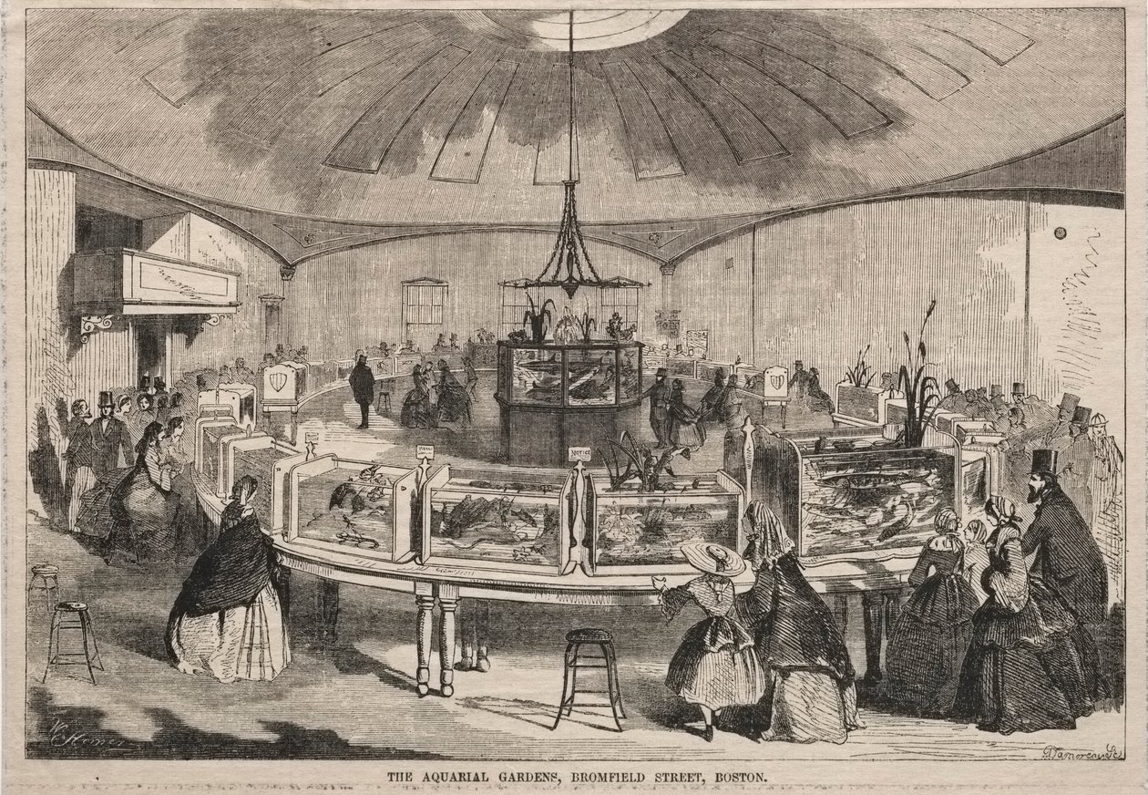 Aquarial Gardens, Bromfield Street, Boston, 1859. af Winslow Homer